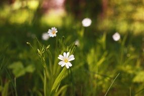 Chickweeds, spring white flowers in green grass