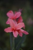 Beautiful flowers in Vietnam