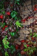 Autumn Multicoloured foliage Leaves