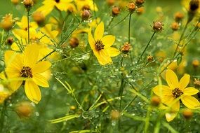 closeup photo of yellow summer flowers on a summer field