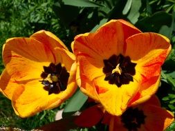 three orange tulips with black stamens in the garden