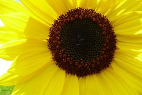 blooming bright yellow and brown sunflower in light