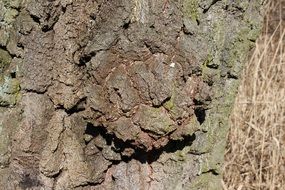 rough tree bark in the sun close up