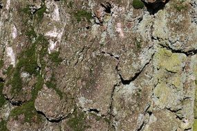 Tree Bark Log Forest Nature