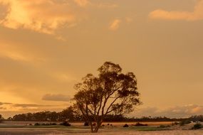 big lonely tree in countryside at Sunset