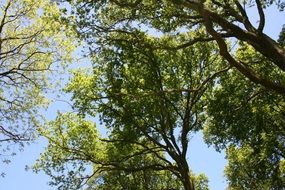 forest environment on a sunny day