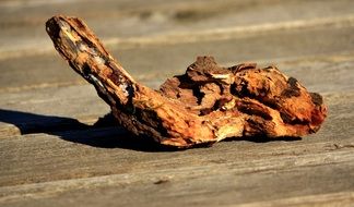 Wood piece as a reptile