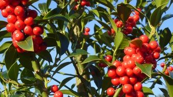 red hulsts on a branches