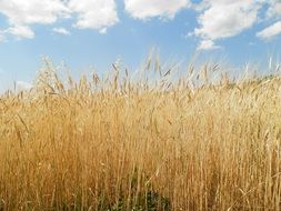 field of Golden spikelets