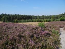 herbal field of lavender