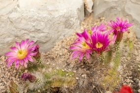 pink flowers on cacti close-up