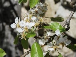 flowered branch