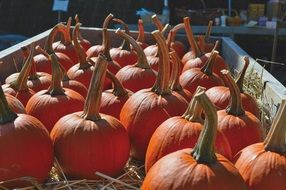 closeup photo of orange Pumpkins at Cart