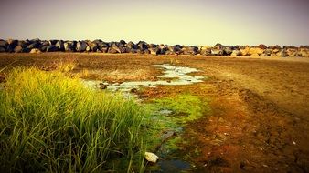 green grass in the steppe