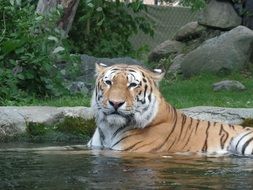 tiger lies in the water, africa