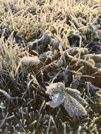 frost on grass and plants