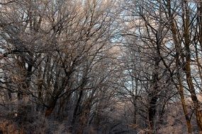frost in the forest on a clear day