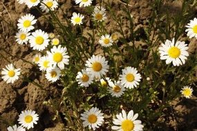 white daisies on a clay soil