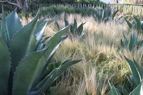 landscape of big catuses in the botanical garden