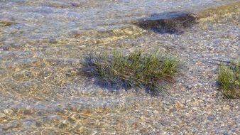 Green grass plants under beautiful water