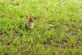 Bunny on the grass