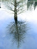 reflection of birch in the water