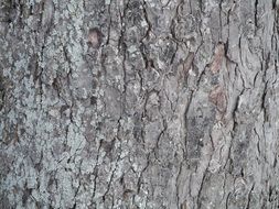 grey Tree Bark macro