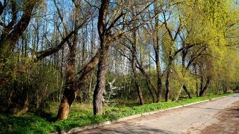 Landscape of path and trees in a spring park