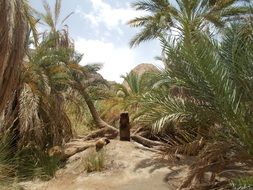 landscape with palm trees in egypt