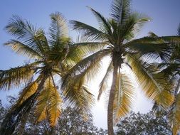 green palm trees in the sunlight