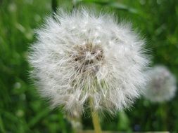 dandelion like a fluffy hat