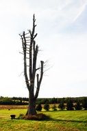 Tree Dead Landscape