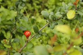 bright red quince flowers