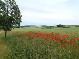 Landscape of the island in summer