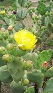 closeup photo of yellow flower on a cactus