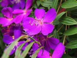 purple melastoma blossoms