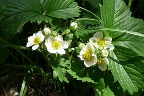 little strawberry flowers