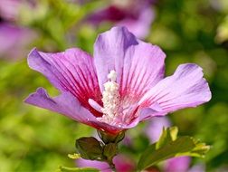 pink hibiscus flower blossom macro photo