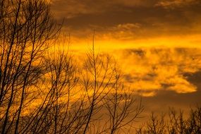 silhouettes of trees on a background of yellow sunset in autumn