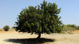 Locust Tree