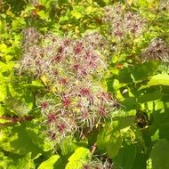 autumn plant blossom