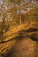 forest path among yellow trees