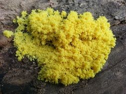 Yellow Mushroom