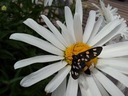 butterfly on white flower bloom nature