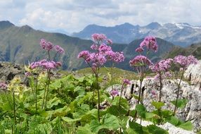 colorful flowers among the alps