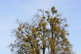 Viscum or Mistletoe
