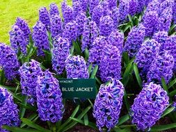 bright purple flowers in the garden close-up