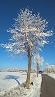 hoarfrosty tree in winter day