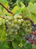 closeup photo of Green Grapes