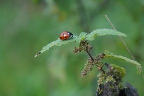 Ladybug Leaf Green Plant